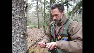 How It's Done:  Tree Mensuration