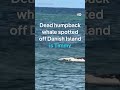 'Timmy' the whale confirmed dead, spotted off Danish island | DW News