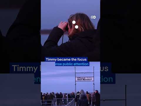 'Timmy' the whale confirmed dead, spotted off Danish island | DW News