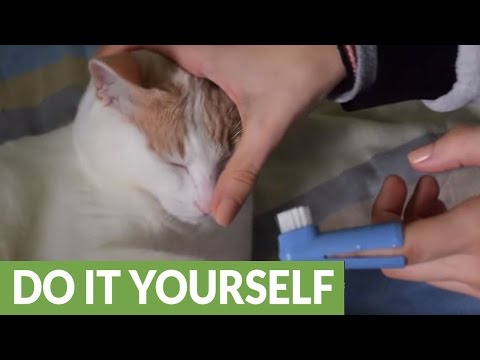 How to brush your cat's teeth