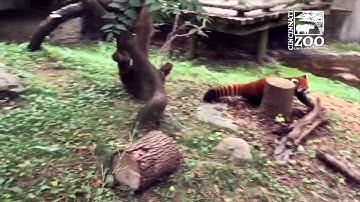 Red Panda Play Time - Cincinnati Zoo