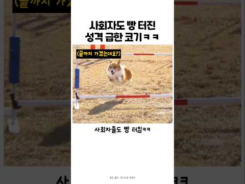 성격이 급했던 귀염둥이 웰시코기 어질리티대회 장면 #강아지 #반려견 #어질리티 #웰시코기 thumbnail