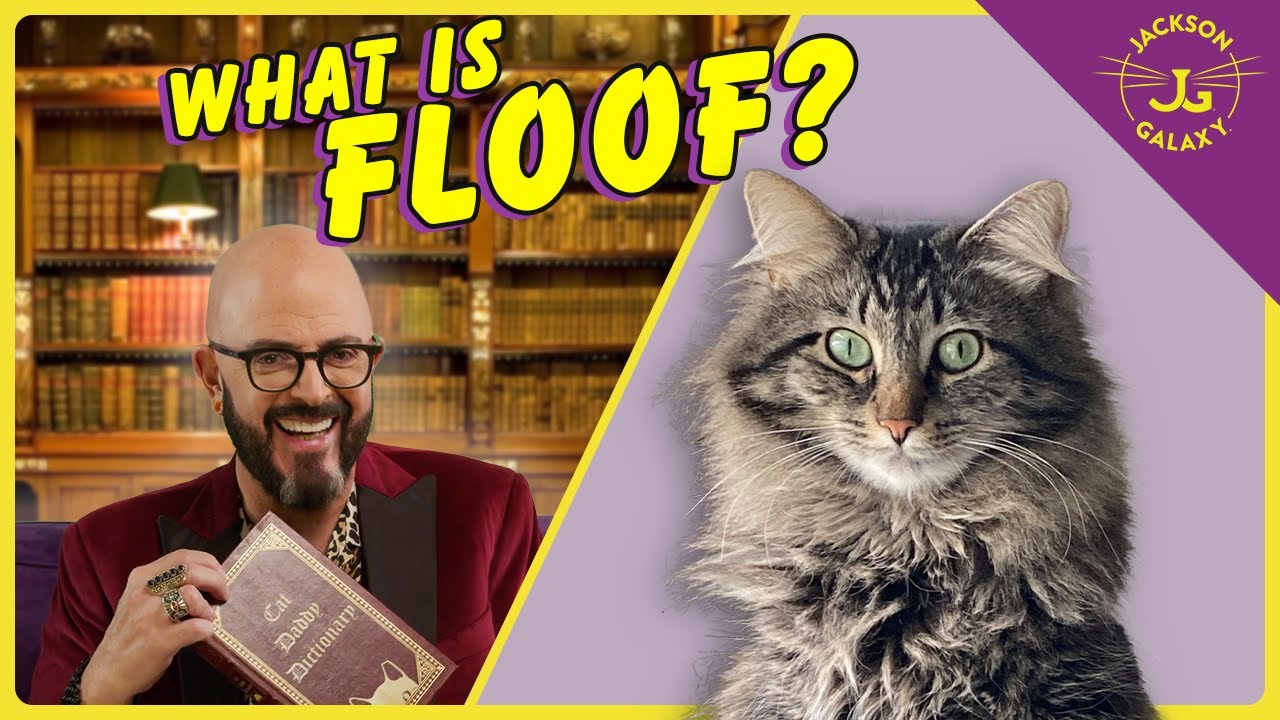 An Amusing Definition of Cat Floof