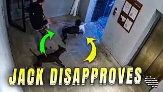 Protective Jack Russell Terrier Dog Disapproves Two Pitbulls