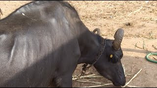 THE B K DAIRY FARM is live!#live#thebkdairy farm#livetrem#Livejoin