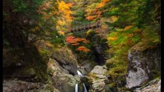 The Wind Forest - Joe Hisaishi