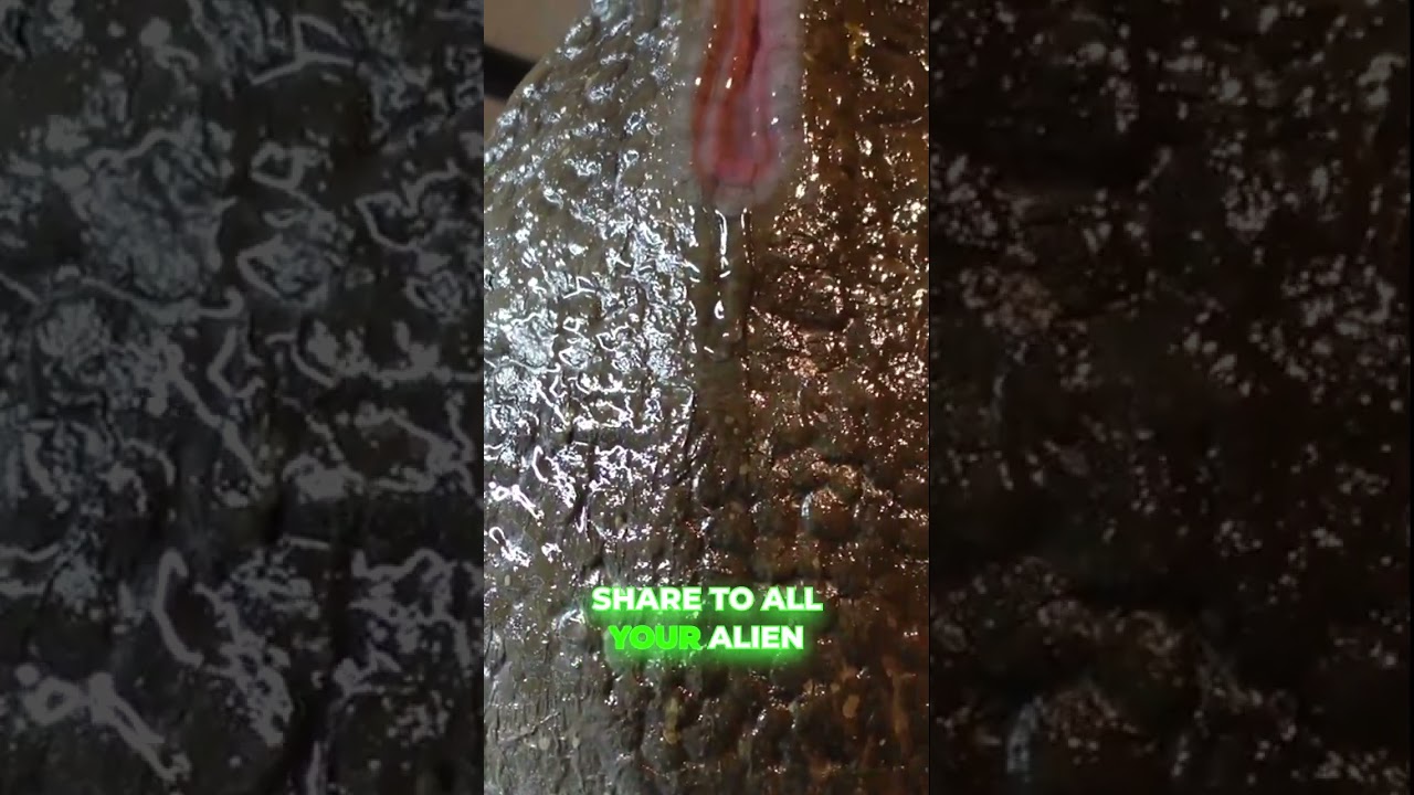 Alien xenomorph egg pod