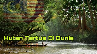 7 Hutan Tertua Didunia | 3 Daripadanya Milik Malaysia