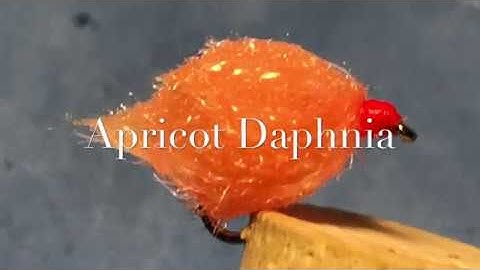 Apricot Daphnia Fly Pattern
