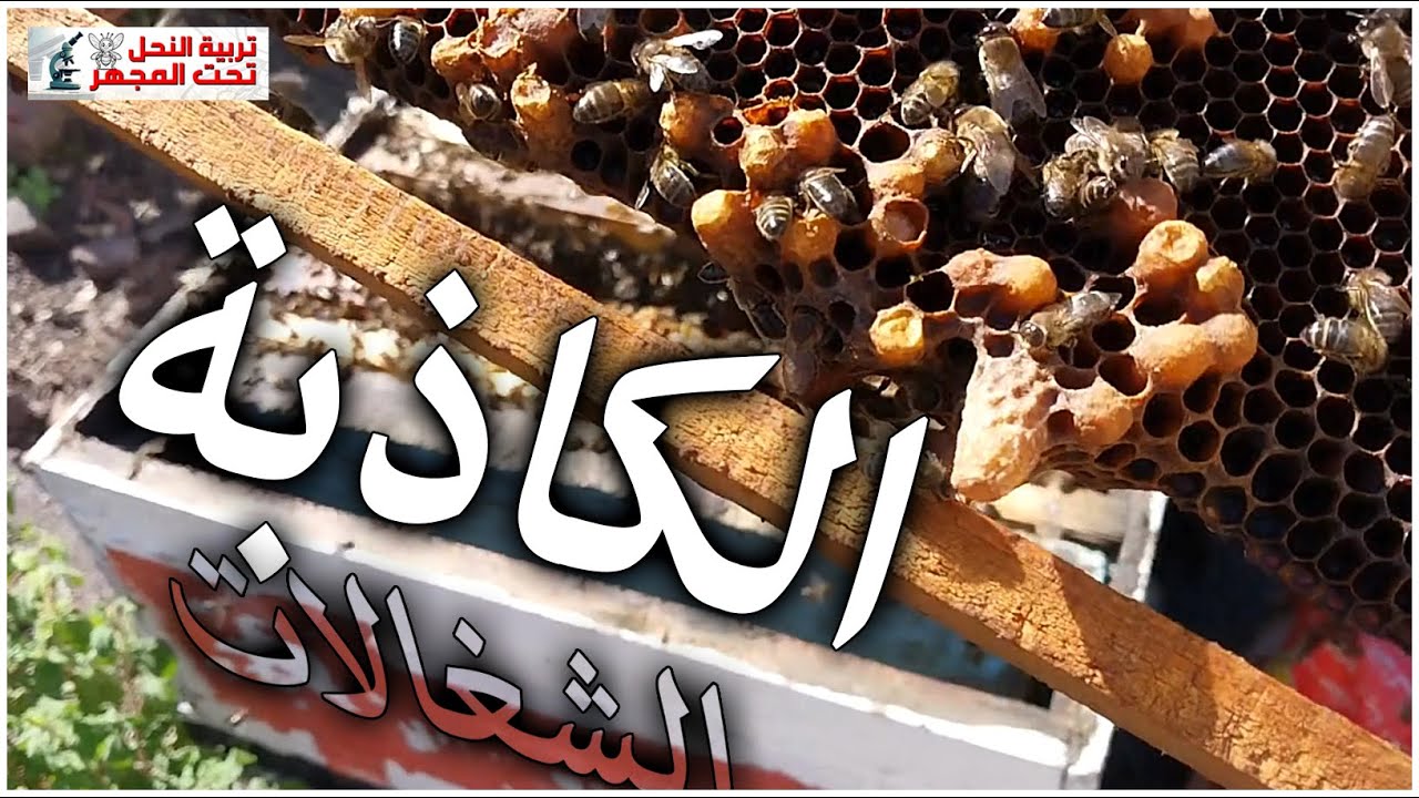 أسهل طريقة في التعامل مع الأمهات الكاذبة Bourdonneuse#تربية_النحل #bee #مربي_نحل#اكسبلور #beekeeper