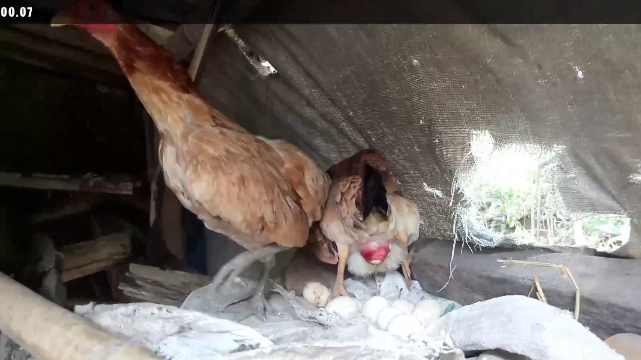 ternyata begini ayam bertelur 