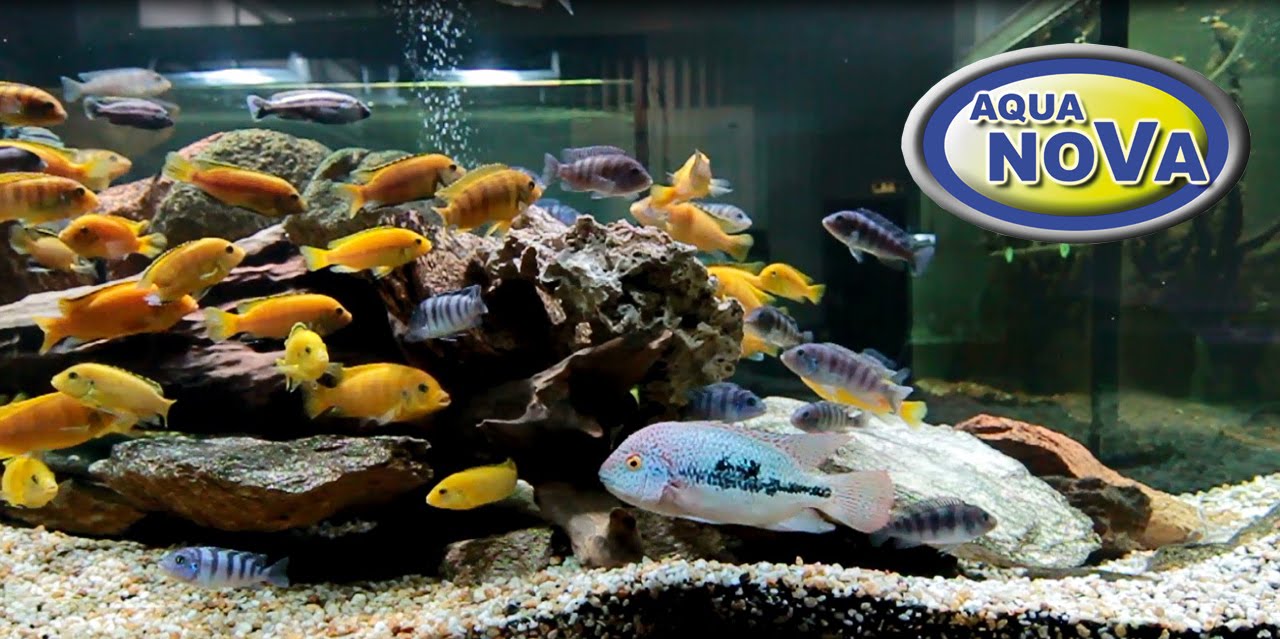 Napowietrzacz do akwarium, Aquarium air pump, Aquarien Luftpumpen YouTube