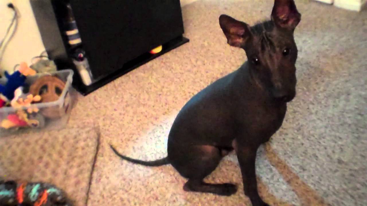Xoloitzcuintli bowing 