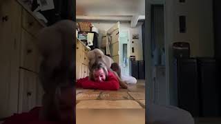 Dogs Reaction When Owner Pretends To Faint