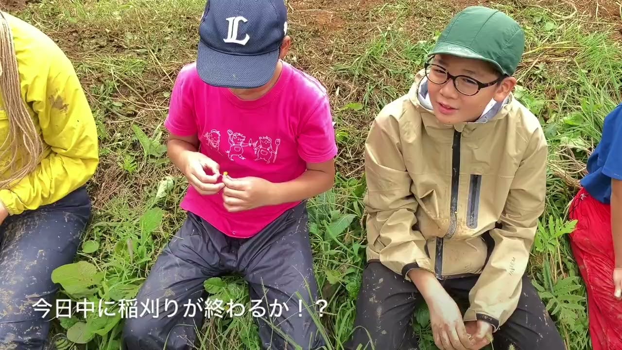 稲刈り