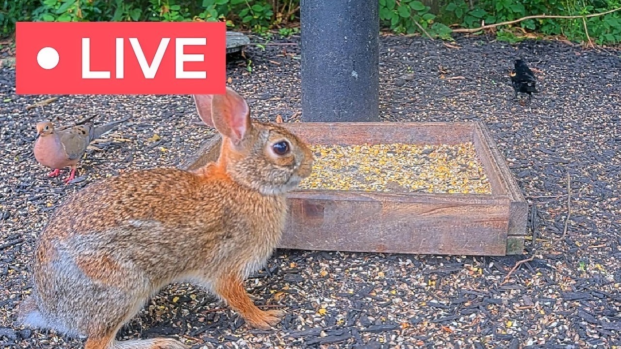 🔴 LIVE NOW: Ohio Backyard Wildlife Frenzy (Birds, Squirrels, Rabbits)