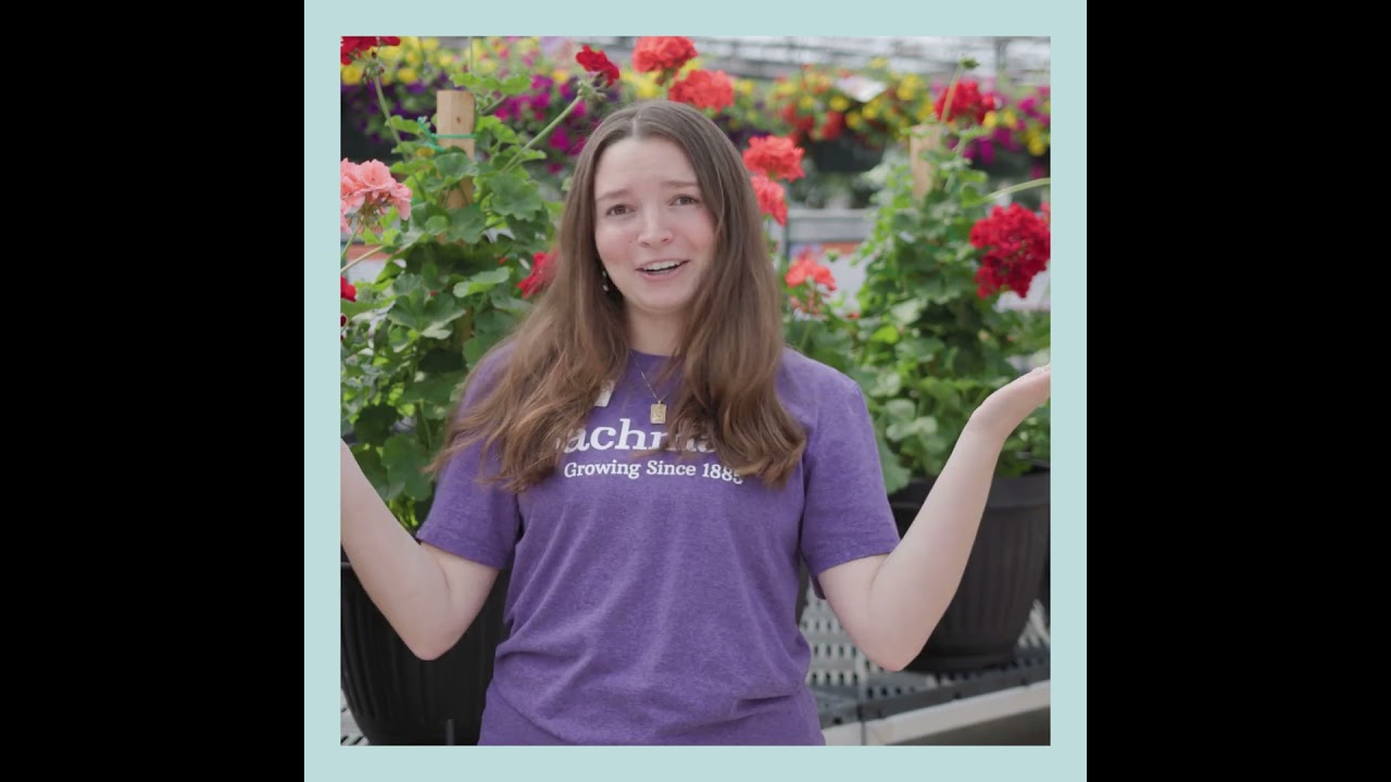 Bachmans.com | Annual Planters