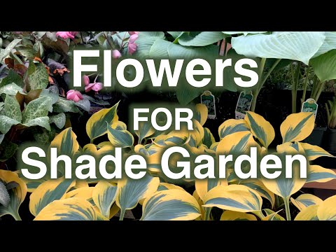 Video: Rože v coni 9 za senčne vrtove - Gojenje cvetja v delni senci cone 9