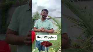 Vermi Compost Benefits | 100% Pure Organic Fertilizer for Healthy Plants