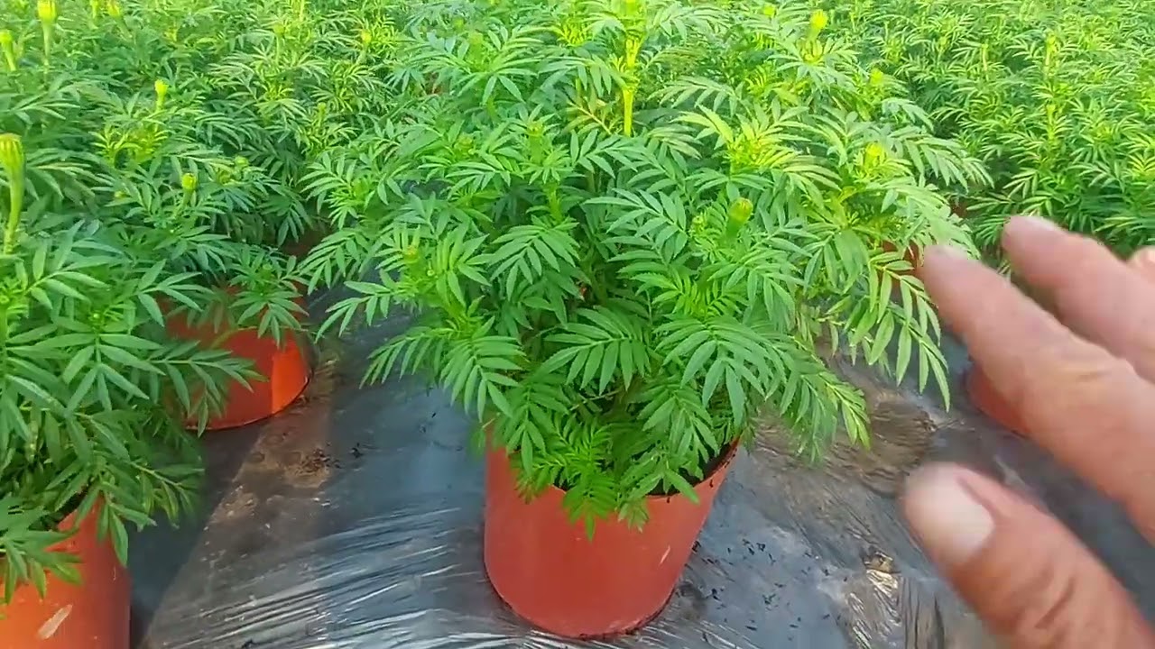 phân tích của nông dân nụ hoa vạn thọ nở sớm nở trể 8/12/2024