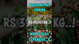 Rs 3500/Kg..! Macadamia Nut Farming | Most Expensive Nut in the World #shorts