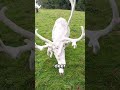 Why Spotting an Albino Deer Is Rare! 🤯