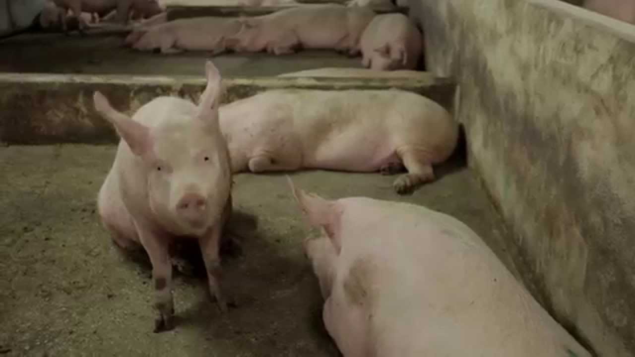 Elektronisk sofodring