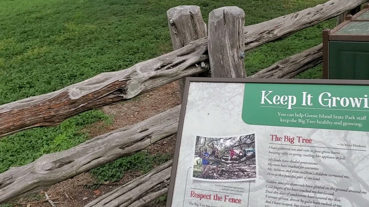 Big Tree Lamar Texas