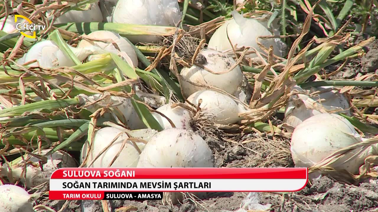 tarim okulu turfanda sogan yetistiriciligi amasya suluova youtube