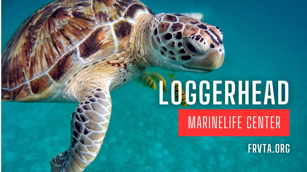 Loggerhead Marinelife Center