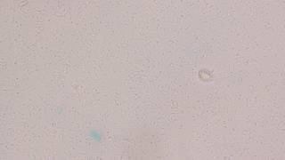 OSR 05 culture 130916 7