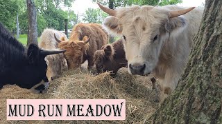 They Refused Their Feed! | Mini Highland Cow Drama & Broody Hen Battles | Bunnies & Cats Too! Are Mini Highland Cows Too Much Trouble