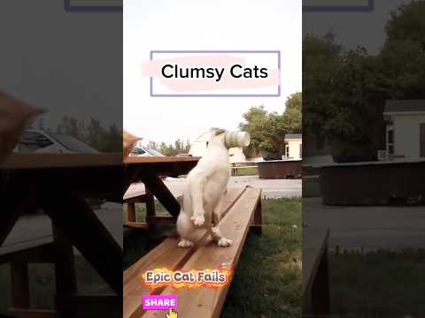 These cats really thought they could fly 😹💀