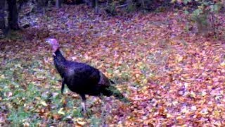 Wild Turkey Hunting