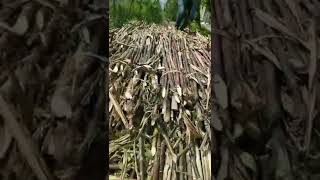Tebu BL josss siap berangkat massee