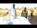 Our Project From 0 To 43 Sakes Of Sorghum Congratulations Judge Twaka And Philip Gampi Your T 