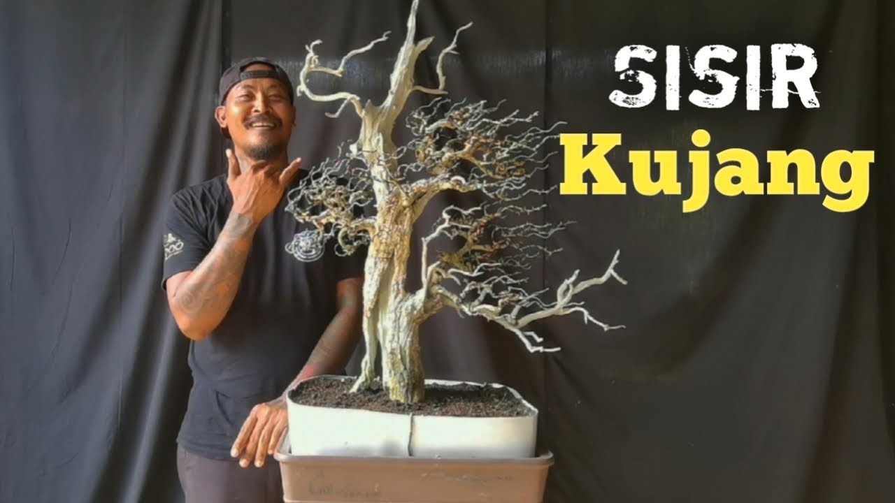 RESTORASI BONSAI SISIR BERGAYA WINDSWEEP 