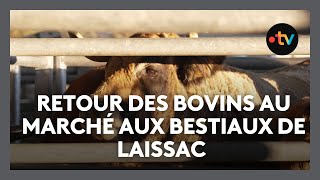 En Aveyron, Retour Des Bovins Au Marché Aux Bestiaux De Laissac Et Reprise Des Exportations