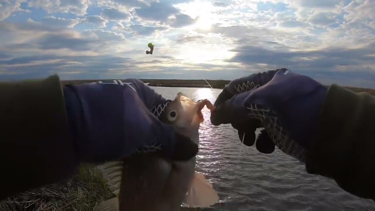 Jumbo White perch in New Jersey