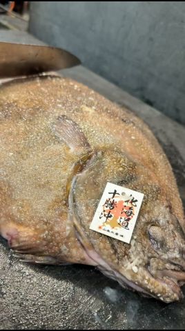 還流サメガレイ鮨