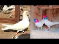 Indian kabootar in pakistan 2023  adnan pigeon