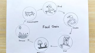 Food Chain sketch easy drawing | How to draw food chain sketch idea | Food chain science project screenshot 2