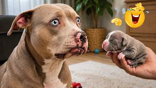 You Can’t Stop Laughing At These Dogs 🤣🐶 - Funniest Pet Moments Ever | Try Not To Laugh! screenshot 3
