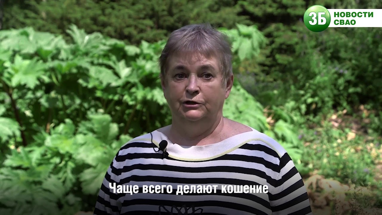 Чем опасен борщевик и как с ним бороться? - YouTube