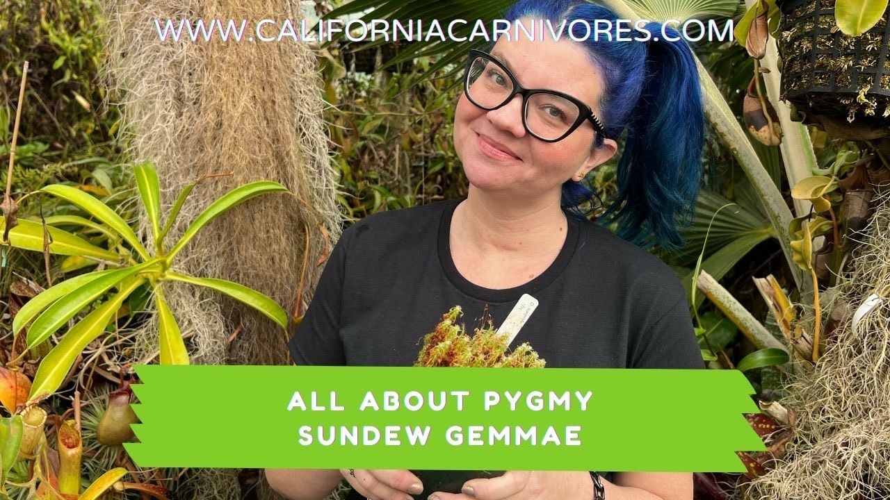 The Ultimate Guide to Pygmy Sundew Gemmae