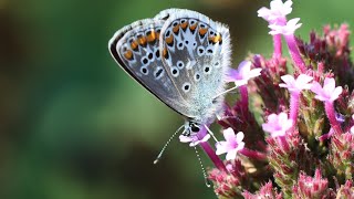 Bruin Blauwtje - Aricia Agestis 2