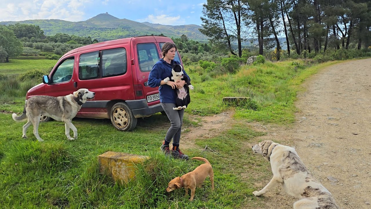 Me llevo a Ramiro el Border Collie con los mastines y me encuentro una sorpresa