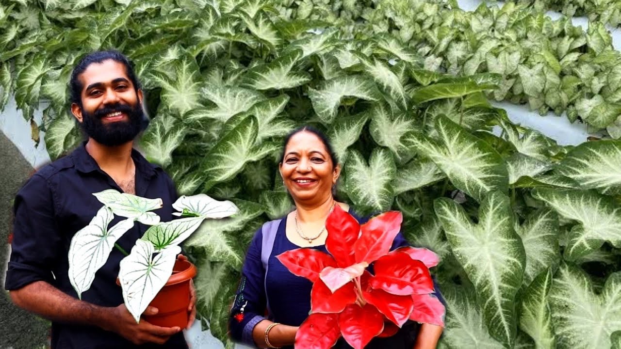 വ്യത്യസ്ഥമായ ബിഗോണിയ, കലാത്തിയ മറ്റു അനേകം അലങ്കാര ചെടികൾ.വീട്ടമ്മയുടെ ഹോം നഴ്സറി||Different begon