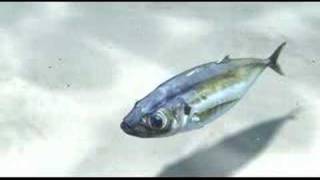 3ds max fish animation