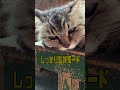入りたいのに #猫 #ねこ #なかにわ荘 #かわいい